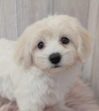 ビション・フリーゼ