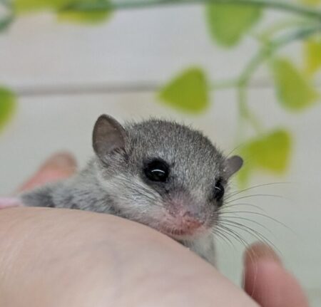 アフリカヤマネ