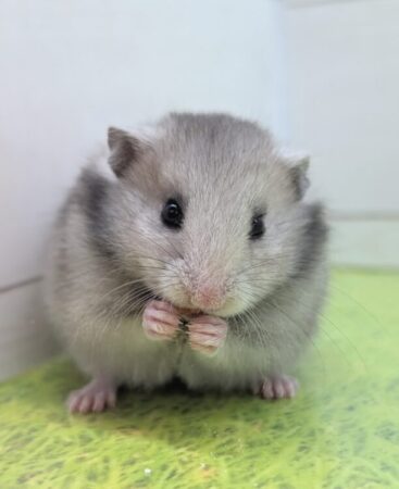 ロングヘアハムスター