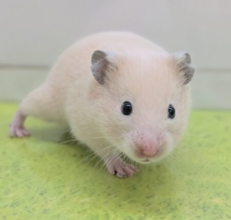 キンクマハムスター