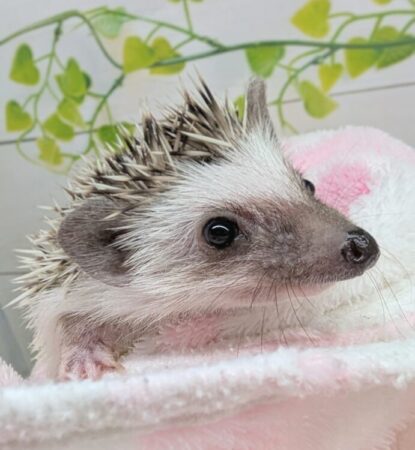 ハリネズミ