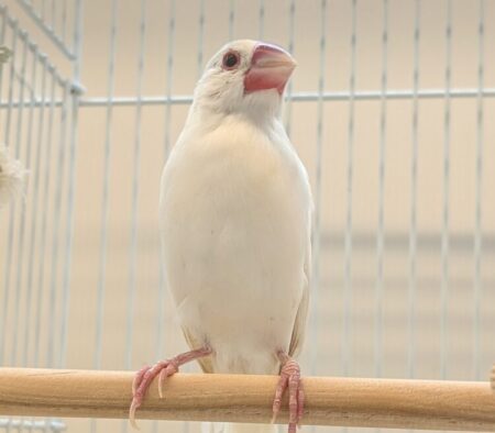 白文鳥