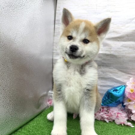 秋田犬