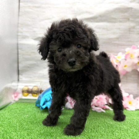 トイ・プードル