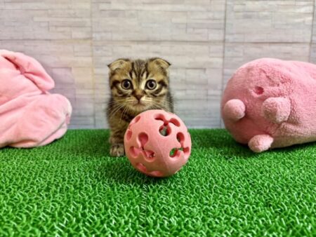 スコティッシュフォールド