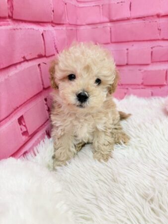 トイ・プードル