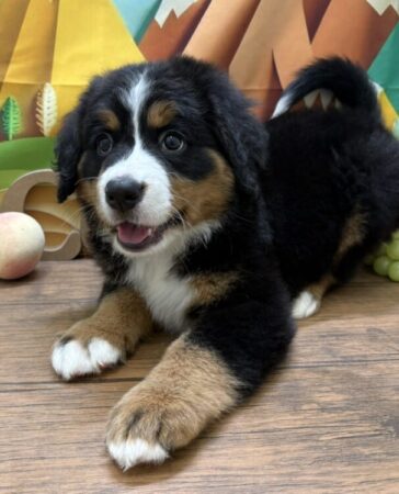 バーニーズ・マウンテン・ドッグ