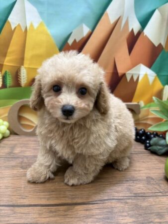 トイ・プードル