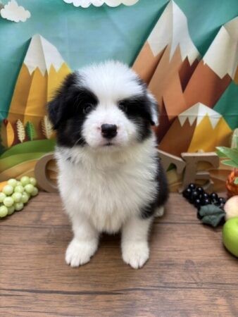 ボーダーコリー