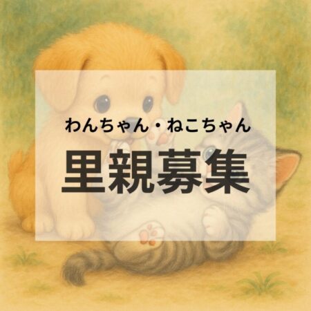里親京都シェルター