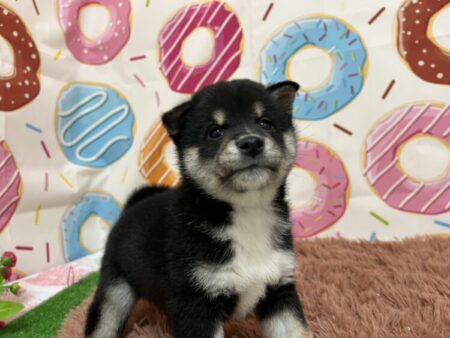 ミニチュア・ピンシャー