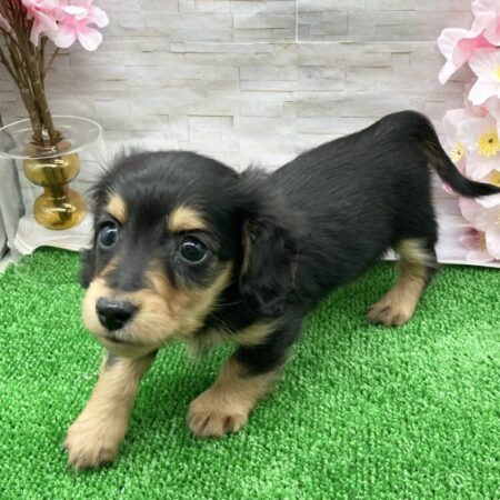 ミニチュア・ダックスフンド