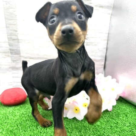 ミニチュア・ピンシャー