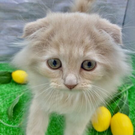 スコティッシュフォールド