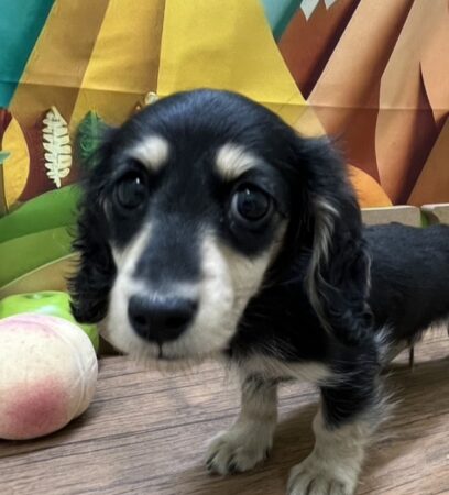 ミニチュア・ダックスフンド