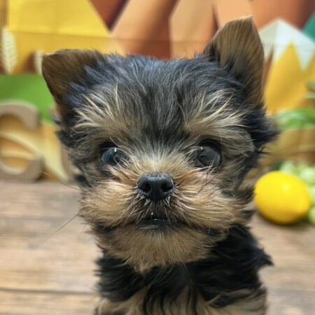 ヨークシャーテリア