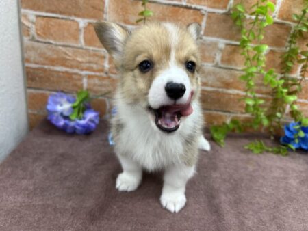 ウェルッシュコーギー