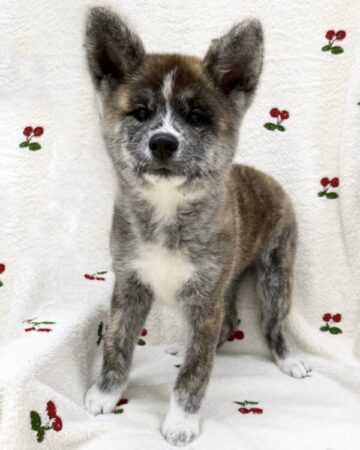 秋田犬