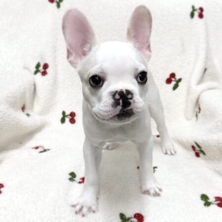 フレンチブルドック