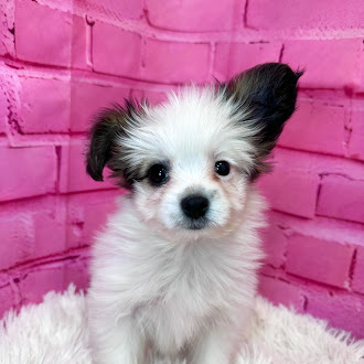 チワワ×パピヨン