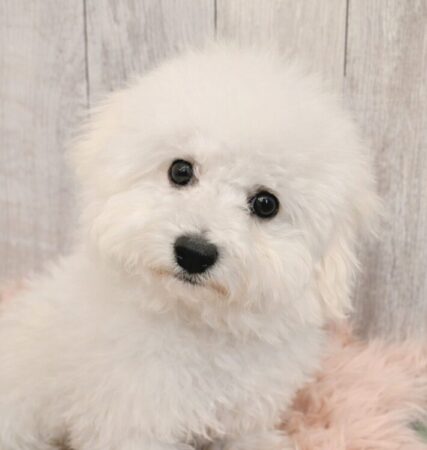 ビション・フリーゼ