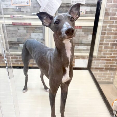 イタリアングレイハウンド