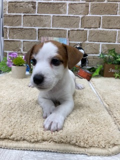 ジャック・ラッセル・テリア