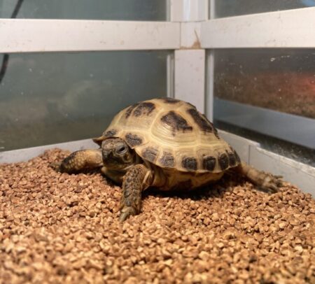 ロシアリクガメ