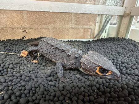 アカメカブトトカゲ