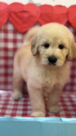 MIX(ゴールデン×スタンダードプードル)