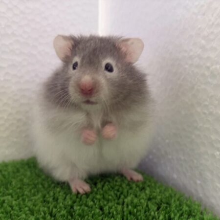 長毛ハムスター