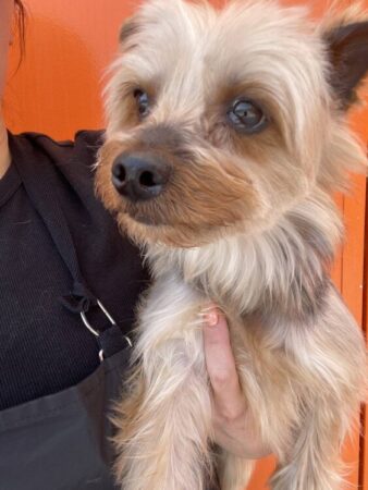 ヨークシャーテリア