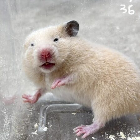 キンクマハムスター