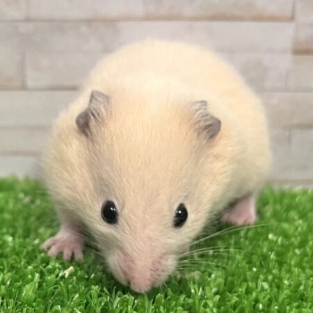 キンクマハムスター