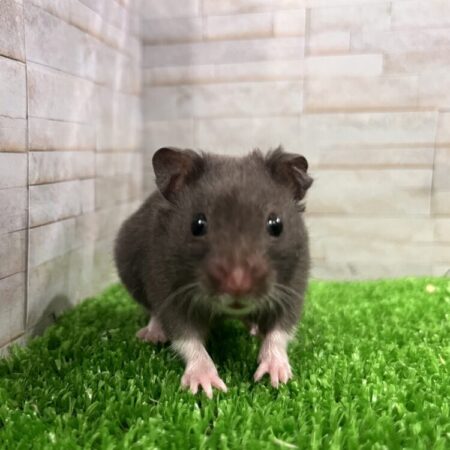 クロクマハムスター