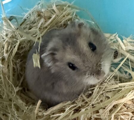 ブルーサファイアハムスター