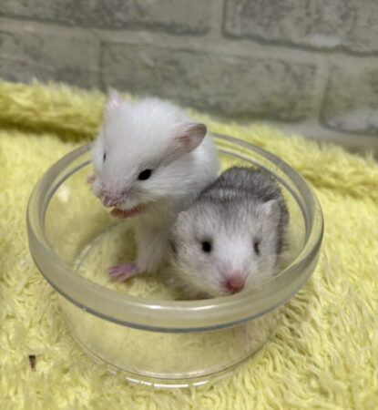 ハムスター