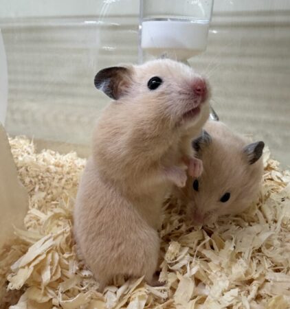 キンクマハムスター