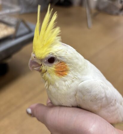 インコ