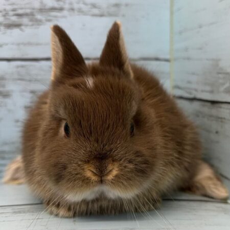 ネザーランドドワーフ