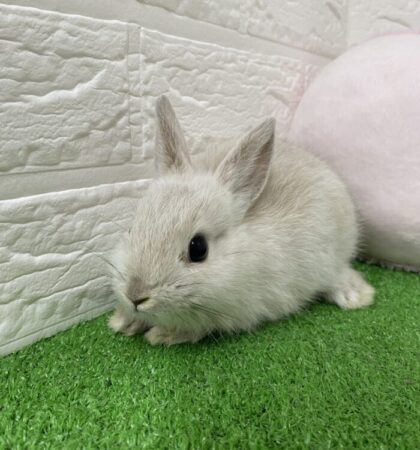 ミニウサギ