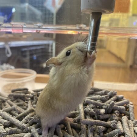 ジャンガリアンハムスター