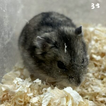 グレージャンガリアン