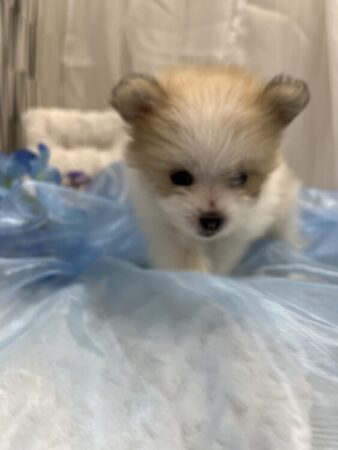 マルチーズ×ポメラニアン
