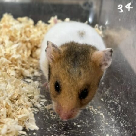 ゴールデンハムスター