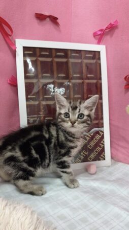 アメリカンショートヘア