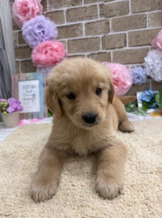 ゴールデン・レトリーバー