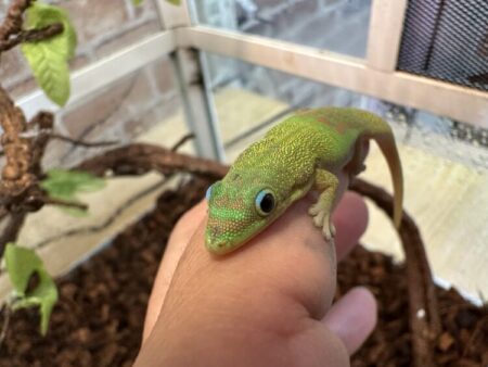 ヒロオヒルヤモリ