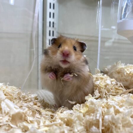 長毛ハムスター