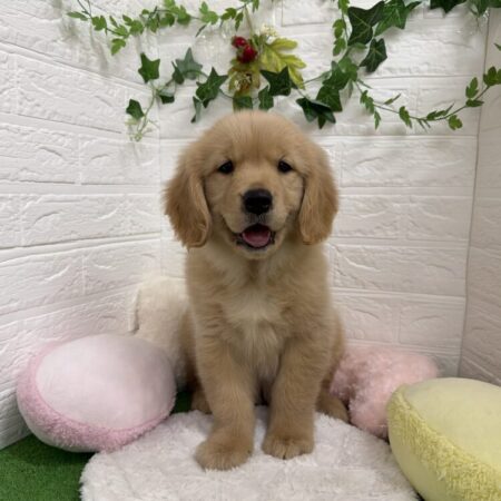 ゴールデン・レトリーバー